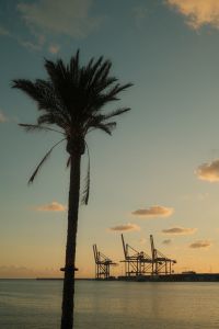 Kaboompics - Palm Tree Silhouette at Malaga Port Sunset