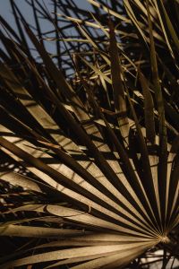 Kaboompics - Backlit Fan Palm Leaf Texture