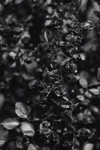 Kaboompics - Monochrome Close-Up of Rain-Soaked Garden Foliage