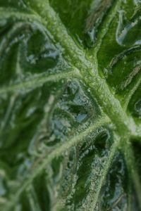 Kaboompics - Alocasia Leaf Veins and Natural Pattern
