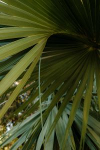 Kaboompics - Fan Palm Leaf Close Up