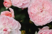 Kaboompics - Pink Roses with Water Droplets in a Floral Background