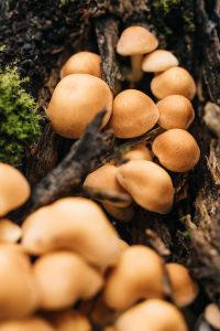 Kaboompics - Close-Up Cluster of Golden Brown Woodland Mushrooms