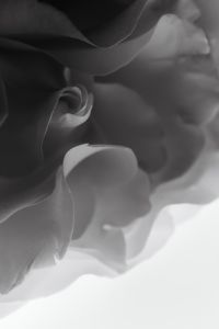 Kaboompics - Soft-Focus Black and White Flower Petals with Backlit Curves, Abstract Botanical Macro Background and Negative Space