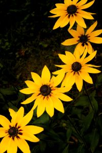 Kaboompics - Yellow Black Eyed Susan Flowers With Dark Garden Copy Space
