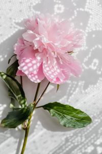 Kaboompics - Pink Peony with Green Leaves on White Lace