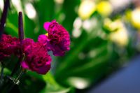 Kaboompics - Red rowan with a colourful arrangement of flowers