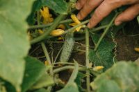 Kaboompics - Hand Checking Fresh Cucumber Growing On Vine