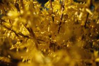 Kaboompics - Backlit Golden Leaves and Soft Natural Shadows