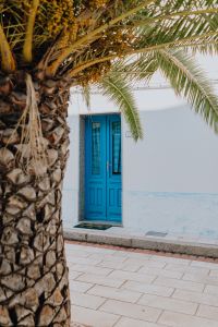 Kaboompics - Palm Trunk Beside a Blue Door on a White Calasetta House