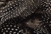Kaboompics - Black and White Spotted Feathers with Soft Gray Down Texture