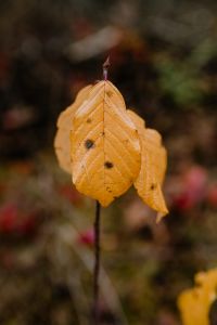 Kaboompics - Yellow leaves in the forest