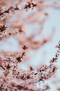 Kaboompics - Soft Focus Cherry Plum Blossoms around Pale Blue Copy Space