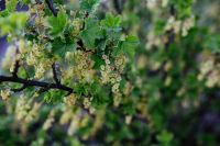 Kaboompics - Close-ups of leaves, flowers and fruit on trees, part 1
