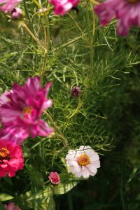Kaboompics - Pink and White Flowers in a Garden