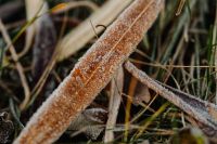 Kaboompics - Brown Frost-Covered Stem Among Winter Grass, Rustic Seasonal Background