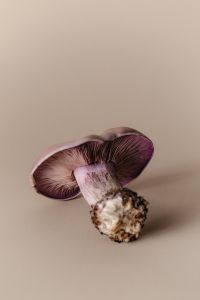 Kaboompics - Violet Wood Blewit Mushroom with Negative Space
