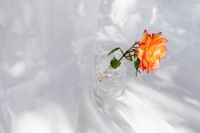 Kaboompics - Side-View Coral Rose in Bubble Glass Vase on White Draping