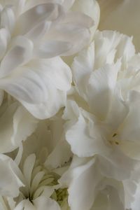Kaboompics - Layered White Flower Petals Macro