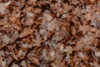 Kaboompics - Autumn leaves - shades of brown