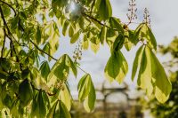 Kaboompics - Blooming chestnuts in spring