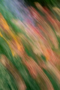 Kaboompics - Colorful Flower Streaks in a Blurred Garden