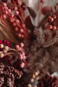 Kaboompics - Abstract Red And Pink Dried Flower Texture