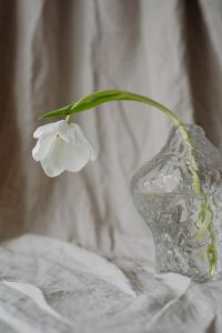 Kaboompics - Close-Up White Tulip and Textured Glass Vase with Soft Beige Linen Background