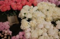 Kaboompics - Pink and White Peony Buckets, Flower Market Display