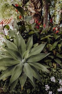 Kaboompics - Large Agave Rosette with Colorful Tropical Garden Flowers