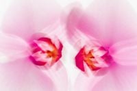 Kaboompics - Pink Orchid Pair Soft Focus Floral Background