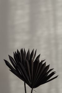 Kaboompics - Dried Palm Fan Arrangement in a Black Vase Beneath Soft Window Shadows
