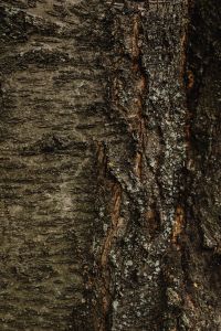 Kaboompics - Rough Tree Bark Texture in Warm Autumn Light