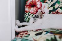 Kaboompics - Essential element to support a wall unit - the cat