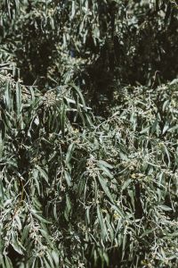 Kaboompics - Textured Close-Up of Dense Tree Leaves and Branches