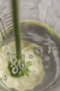 Kaboompics - Top View of a White Gerbera and Stem in Water