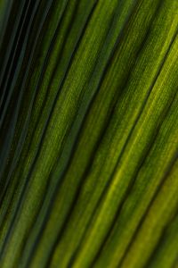 Kaboompics - Palm Leaf Texture Diagonal Lines In Natural Light