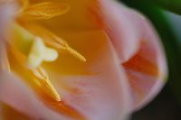 Kaboompics - Abstract Tulip Petal Detail in Warm Yellow and Pink for Floral Branding