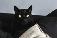 Kaboompics - Close-Up Black Cat Peering Over a Light Sofa Cushion