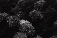 Kaboompics - Black and White Hydrangea Flowers in a Moody Garden