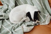 Kaboompics - Curled-Up Dog on Green Geometric Throw