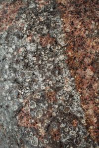 Kaboompics - Vertical Fossil-Like Coastal Stone Texture with Gray Circular Inclusions and Rust-Red Mineral Bands