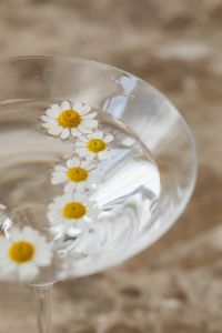 Kaboompics - Floating Daisies in Glass with Neutral Copy Space