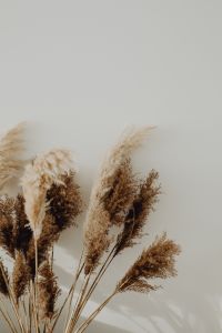 Kaboompics - Pampas Grass In A Vase