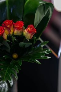 Close-up of little red and yellow roses