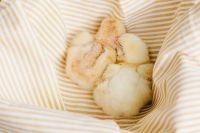 Kaboompics - Yellow Baby Chick Sitting on Striped Fabric