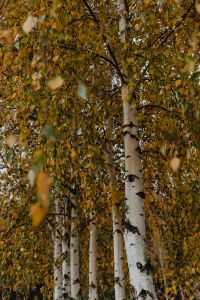 Kaboompics - White Birch Trunks Surrounded by Golden Autumn Leaves