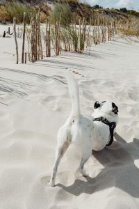 Kaboompics - Small White Dog Walking Away Toward Dune Grass on a Sandy Coastal Beach