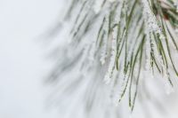 Kaboompics - Frosted Pine Needles Against a Bright Winter Background