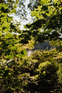 Kaboompics - Leafy Forest Canopy with Sunlight
